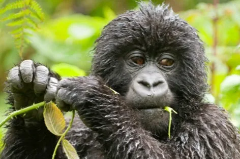 4 Day Rwanda Safari