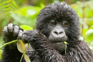 4 Day Rwanda Safari