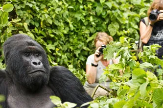 6 Day Gorilla & Chimpanzee Trekking Rwanda