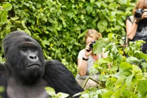 6 Day Gorilla & Chimpanzee Trekking Rwanda