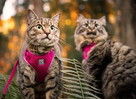 RC Pet Adventure Kitty Harness